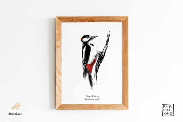 narysowany dzięcioł duży – artystyczny plakat