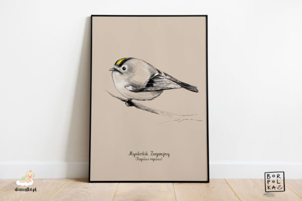 narysowany mysikrólik zwyczajny – artystyczny plakat